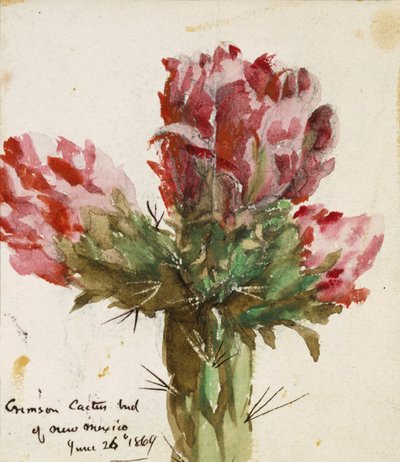 Bocciolo di cactus cremisi del Nuovo Messico, 1869 da Vincent Colyer